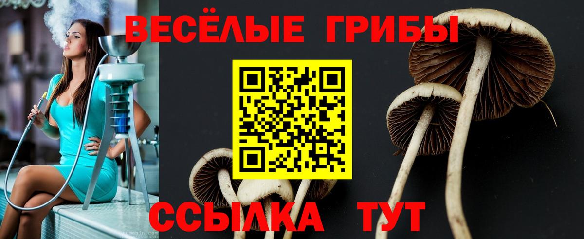 Знаменск  наркота  Вход с VPN  Псилоцибиновые грибы мухоморы 